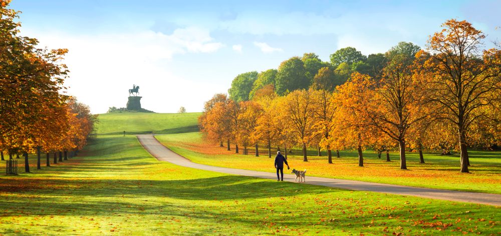 Man walking his dog, The Long Walk and Copper Horse, Windsor Great Park